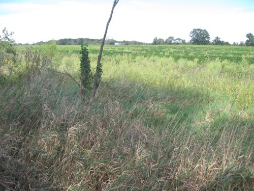 Property photo 18 - 110+/- Acres offered in 4 Tillable Tracts